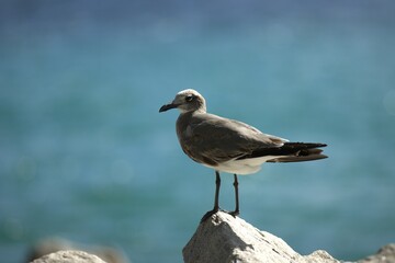seagull on the beach