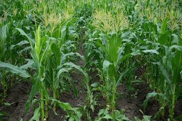 Tall corn plants growing in a lush green field under a clear sky during the summer season