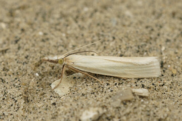 Closeup on a pale colored Grass-veneer crambid moth, Crambus perlella on wood