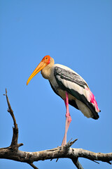 Intriguing detail of the left eye of a Painted Stork, elegantly resting on a branch in Bharatpur Keoladeo Bird Sanctuary