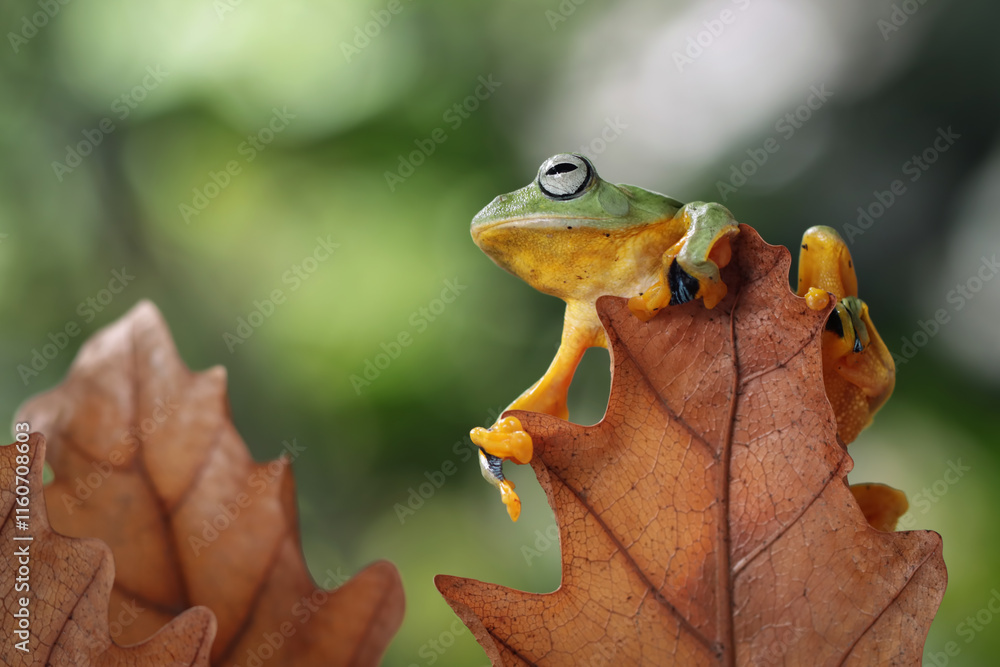 Canvas Prints tree frog on dry leaf, gliding frog (rhacophorus reinwardtii) sitting on branch, javan tree frog on 