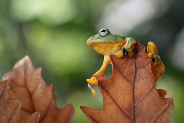 Tree frog on dry leaf, Gliding frog (Rhacophorus reinwardtii) sitting on branch, Javan tree frog on branch, Indonesian tree frog in rainforest