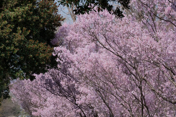 満開の桜並木と緑の葉が織りなす春の風景