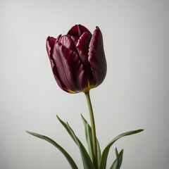 A deep burgundy tulip with rich color and smooth petals, set against a white background.