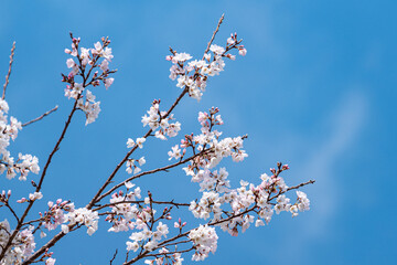 青空に映える満開の桜の枝とつぼみ