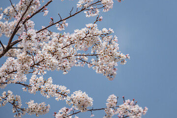 青空を背景に咲き誇る純白の満開の桜の枝