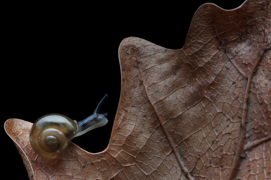 Little snail on dry leaves with isolated  black background, Beautiful little sanil on dry leaves, Little snail walking on a circle of dry leaves