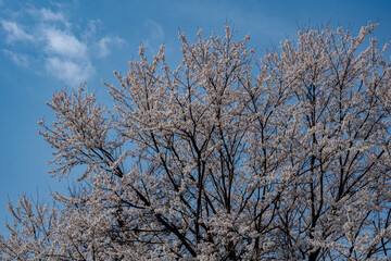 青空に映える満開の桜