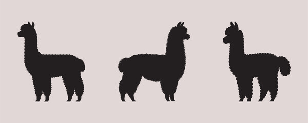 Three alpaca silhouettes with varied wool textures on a plain gray background