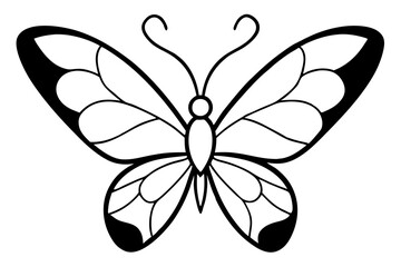 butterfly on white background