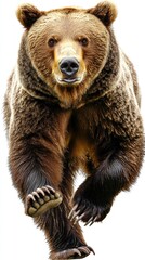 A close-up image of a bear running towards the viewer, showcasing its powerful physique.