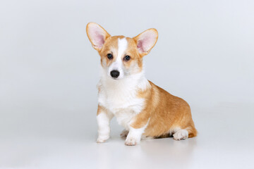 Welsh Corgi Pembroke on a uniform background