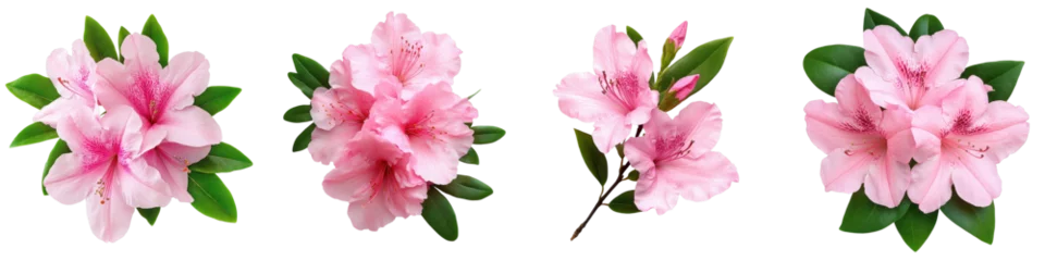  Beautiful Pink Azalea Flowers with Green Leaves for Nature Lovers © Vee