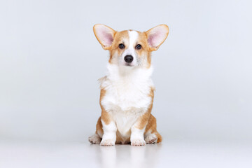 Welsh Corgi Pembroke on a uniform background