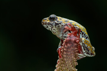 Painted Reed Frog (Hyperolius marmoratus) closeup on moss, Common reed frog on moss