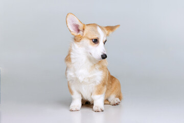 Welsh Corgi Pembroke on a uniform background