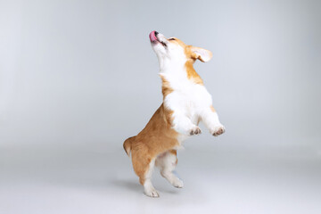 Welsh Corgi Pembroke on a uniform background
