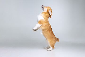 Welsh Corgi Pembroke on a uniform background