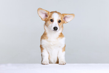 Welsh Corgi Pembroke on a uniform background