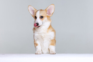 Welsh Corgi Pembroke on a uniform background