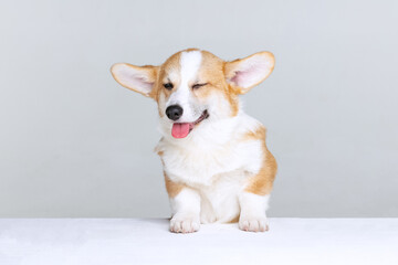 Welsh Corgi Pembroke on a uniform background