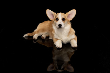 Welsh Corgi Pembroke on a uniform background