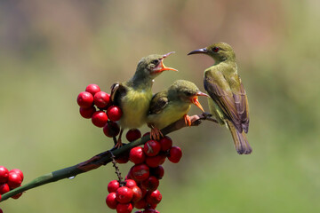 Sun-bird (Nectarinia jugularis) female feeding new born chicks on branch, Sun-bird feeding, Sun-bird hovering 
