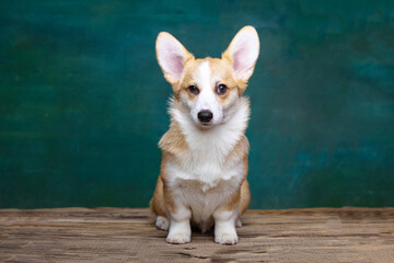 Welsh Corgi Pembroke on a uniform background