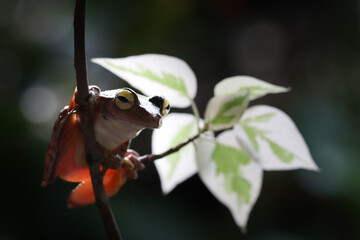 Rhacophorus margaritifer or Java flying frog on branch, Indonesian tree frog in rainforest