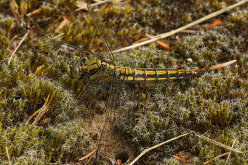 Closeup on a female black-tailed skimmer dragonfly ,Orthetrum cancellatum, resting on the ground