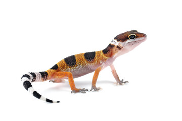 Baby Leaopard gecko closeup isolated on white background, Baby gecko closeup on white background, animal closeup