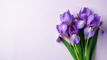 A Delicate Bouquet of Lavender Irises on a Soft Purple Background, a Symbol of Elegance and Serenity