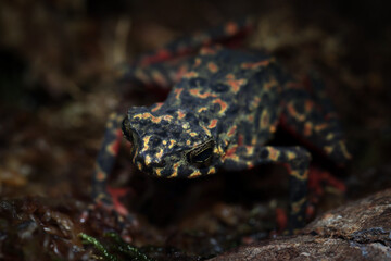 Male Bleeding toad or Leptophryne cruentata closeup on dry leaves, Leptophryne cruentata closeup on isolated background, Indonesian toad, Bleeding toad