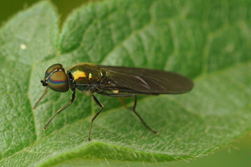 Closeup on the European iridescent centurion soldier fly, Sargus iridatus