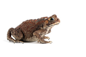 Asian common toad (Duttaphrynus melanostictus) isolated on white backkground, Asian common toad (Duttaphrynus melanostictus) closeup
