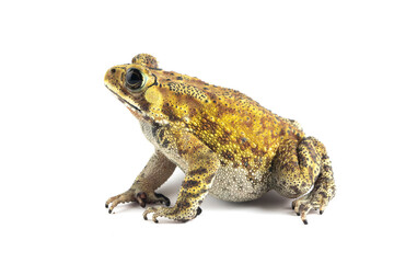 Asian common toad (Duttaphrynus melanostictus) isolated on white backkground, Asian common toad (Duttaphrynus melanostictus) closeup