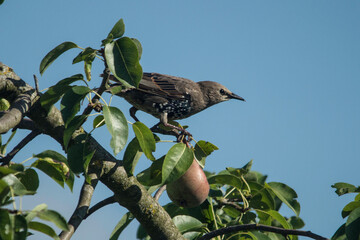 Star in einem Birnbaum