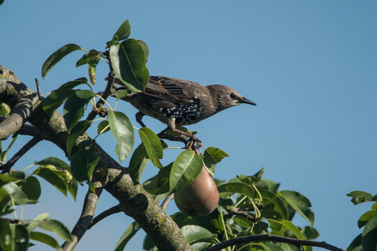 Star in einem Birnbaum