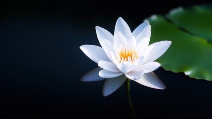 A serene white water lily blooms gracefully on a dark surface.