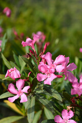 Common oleander branch with flowers