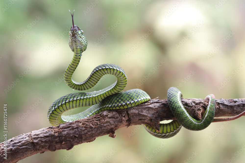Wall mural trimeresurus calamitas with defensive position on branch, trimeresurus calamitas on tree, indonesian