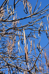 Common catalpa branches with seeds