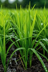 Pongal. Close-up of golden rice grains on lush green stalks in a sunny field.