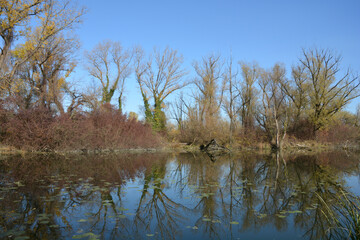 A serene autumn scene in the protected landscape and ornithological reserve Savica in Zagreb, with trees in autumn colors reflecting in the calm water under a clear blue sky