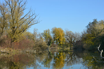A serene autumn scene in the protected landscape and ornithological reserve Savica in Zagreb, with trees in autumn colors reflecting in the calm water under a clear blue sky