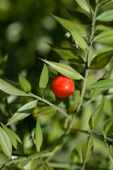 Spiny butchers broom fruit