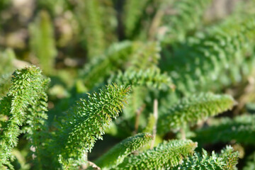 Fern-leaf dropwort leaves