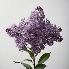 Obraz premium A single deep purple lilac flower, surrounded by a clean white background.