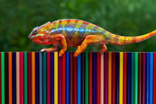 Chameleon panther tries to camouflage on colored pencils, Beautiful of chameleon panther, The panther chameleon changes its skin color on colored pencils - Powered by Adobe