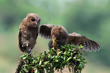 a couple Eurasian scoop owl on tree, Eurasian scoop owl closeup